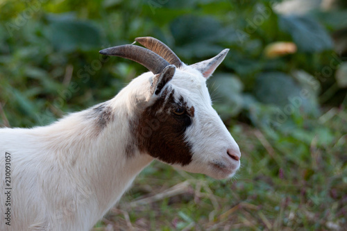 goat s © Andrea