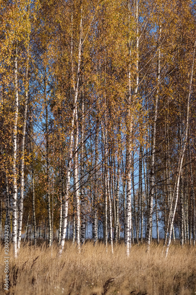 bright yellow colored birch tree leaves and branches in autumn bright yellow colored birch tree leaves and branches in autumn