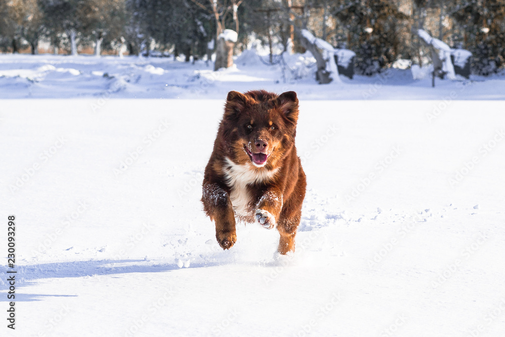 Australian Shepherd Dog Run On The Snow Australian Shepherd Dog Run On The Snow