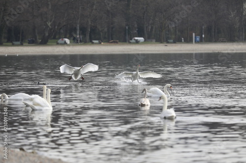 fotos de aves varias cisnes patos varios naturalesa 