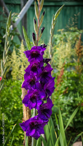 Obraz na płótnie purple gladiolus flower