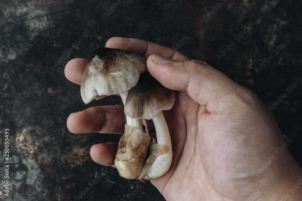 Mushroom on rustic background Mushroom on rustic background