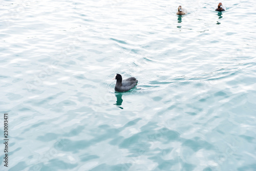 Black teal, (or scaup) black ducks swim in the water