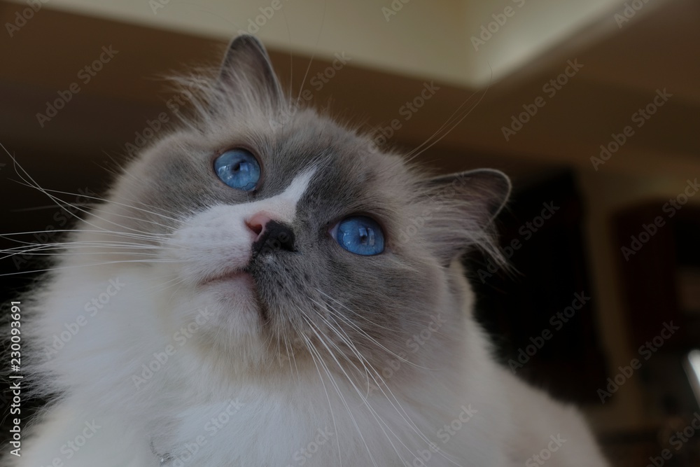 Ragdoll Cat blue eyes