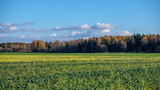 green field in late autumn