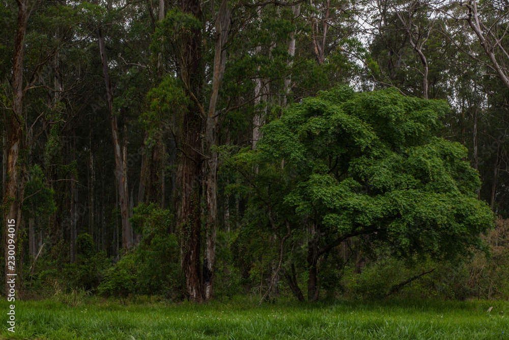 Brazilian forest. This photograph was taken in Rio Claro, São Paulo, Brazil. October, 2018. Brazilian forest. This photograph was taken in Rio Claro, São Paulo, Brazil. October, 2018.