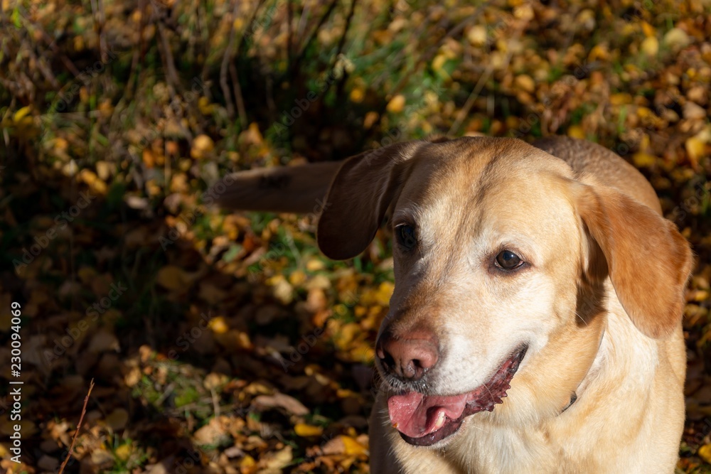 Sunstroke, health of pets in the summer. Labrador. Dogs play with his owner, harmonious relationship, сorrection of behavior, aggressive, bite and barking. Autumn leaf fall Sunstroke, health of pets in the summer. Labrador. Dogs play with his owner, harmonious relationship, сorrection of behavior, aggressive, bite and barking. Autumn leaf fall