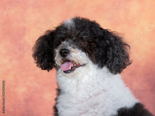 Curly haired dog in a studio.