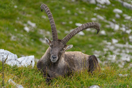 ein großer Steinbock, der auf einer Wiese liegt