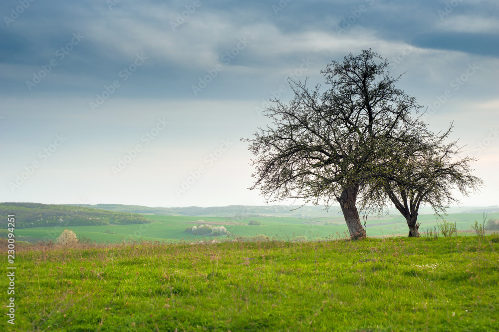 Obraz premium Tree on the field with green fresh grass in the spring. landscape green grass field with blooming tree and blue sky.