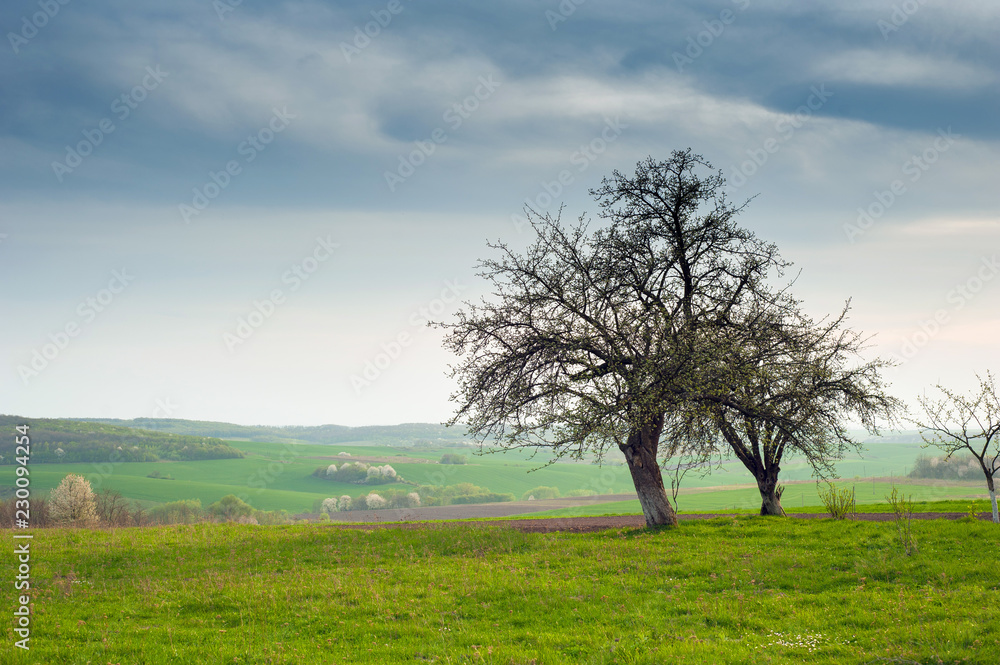 Tree on the field with green fresh grass in the spring. landscape green grass field with blooming tree and blue sky. Tree on the field with green fresh grass in the spring. landscape green grass field with blooming tree and blue sky.