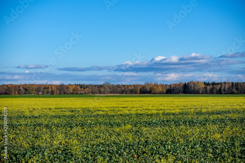 green field in late autumn