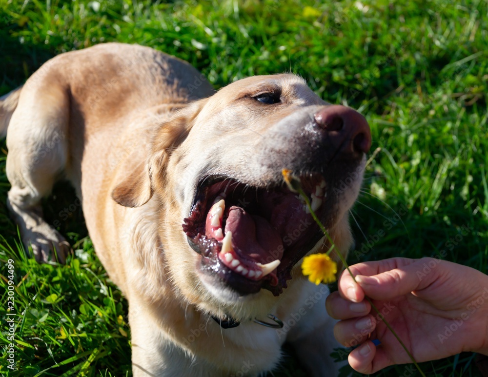 The dog eats dandelions and grass, vitamin deficiency, balanced diet . Labrador. Sunstroke, health of pets in the summer. Dogs play with his owner, harmonious relationship, сorrection of behavior The dog eats dandelions and grass, vitamin deficiency, balanced diet . Labrador. Sunstroke, health of pets in the summer. Dogs play with his owner, harmonious relationship, сorrection of behavior