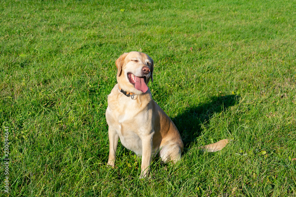 Sunstroke, health of pets in the summer. Labrador. Dogs play with his owner, dogs play with ball and ring,  dog catches on the fly, bite,gnaw and barking. How to protect your dog from overheating.