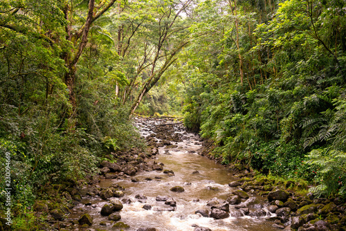 View on a river at the tropical forest of Laupahoehoe Point Beach Park on Big Island, Hawaii (United States)