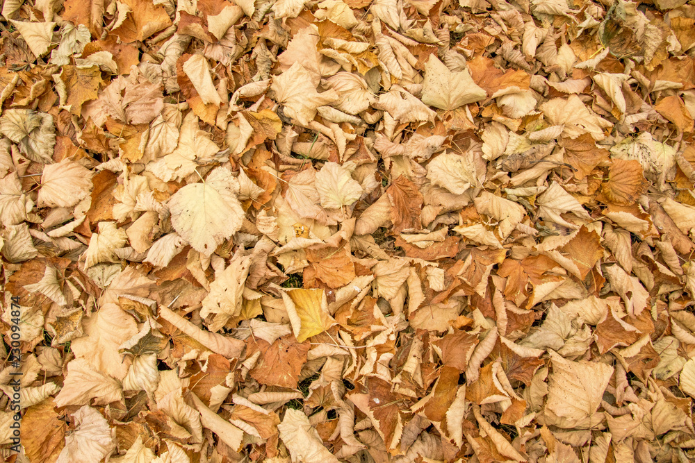 Foglie secche d'autunno Foglie secche d'autunno