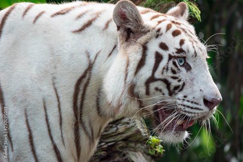A white tiger or bengal tiger standing and staring at food
