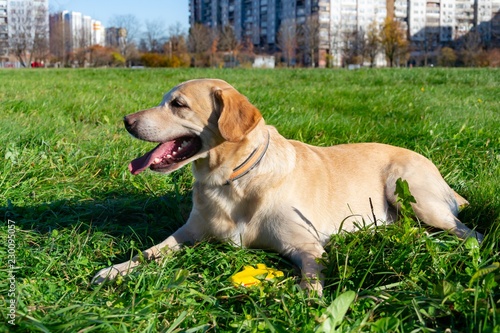 Sunstroke, health of pets in the summer. Labrador. Dogs play with his owner, dogs play with ball and ring, dog catches on the fly, bite,gnaw and barking. How to protect your dog from overheating.