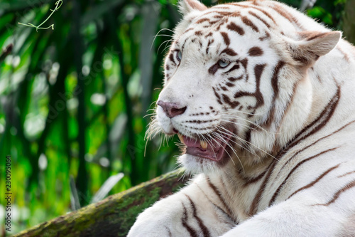 A closeup photo of a white tiger or bengal tiger while staring showing interest on someone