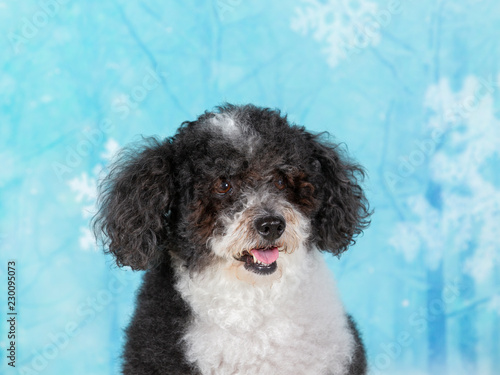 Curly haired Christmas dog. Image taken with a snowy background. Xmas dog concept image.