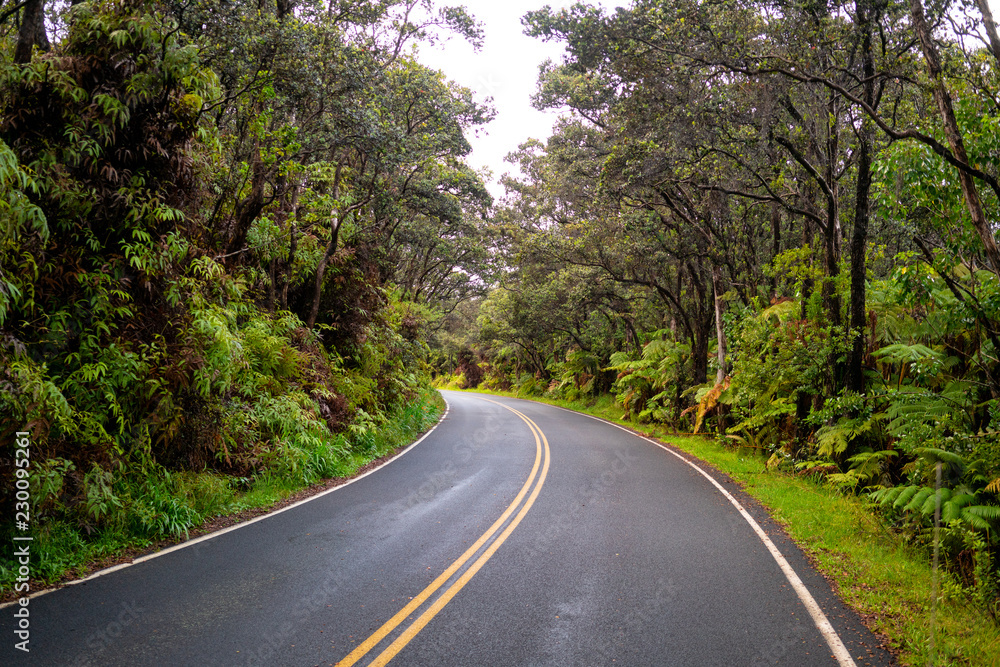 Road in hawaiian forest at Vulcano National Park in Big Island, Hawaii (Unitd States)