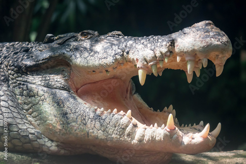 Close up shot of a large sungei buaya or crocodile white lurking for a target.