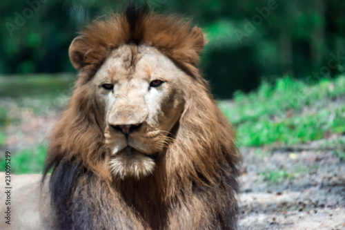 Fototapeta Naklejka Na Ścianę i Meble -  A blurry closeup shot of a muscular, deep-chested male lion while resting in a forest