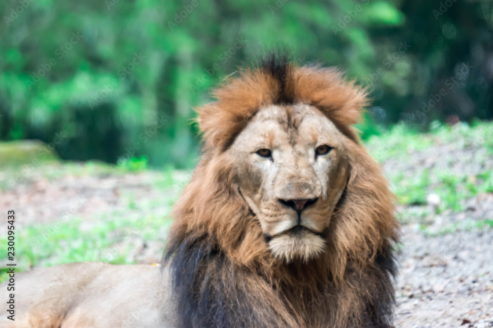 A blurry closeup shot of a muscular, deep-chested male lion while resting in a forest