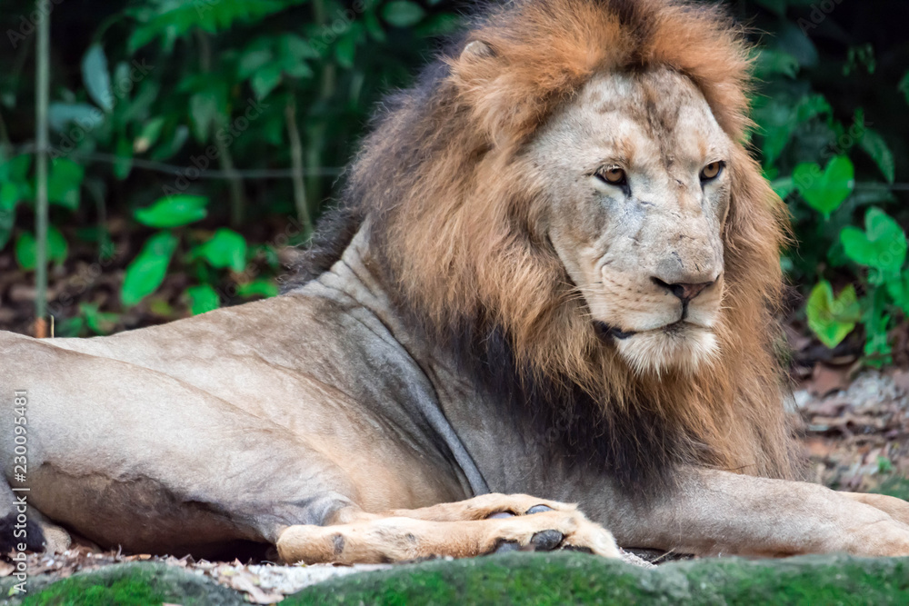 Naklejka premium Closeup shot of a muscular, deep-chested male lion while resting in a forest