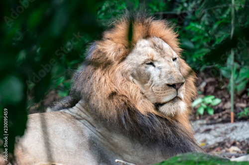 Closeup shot of a muscular  deep-chested male lion while resting in a forest