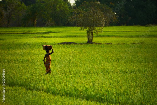 People on the rice fields, Madagascar