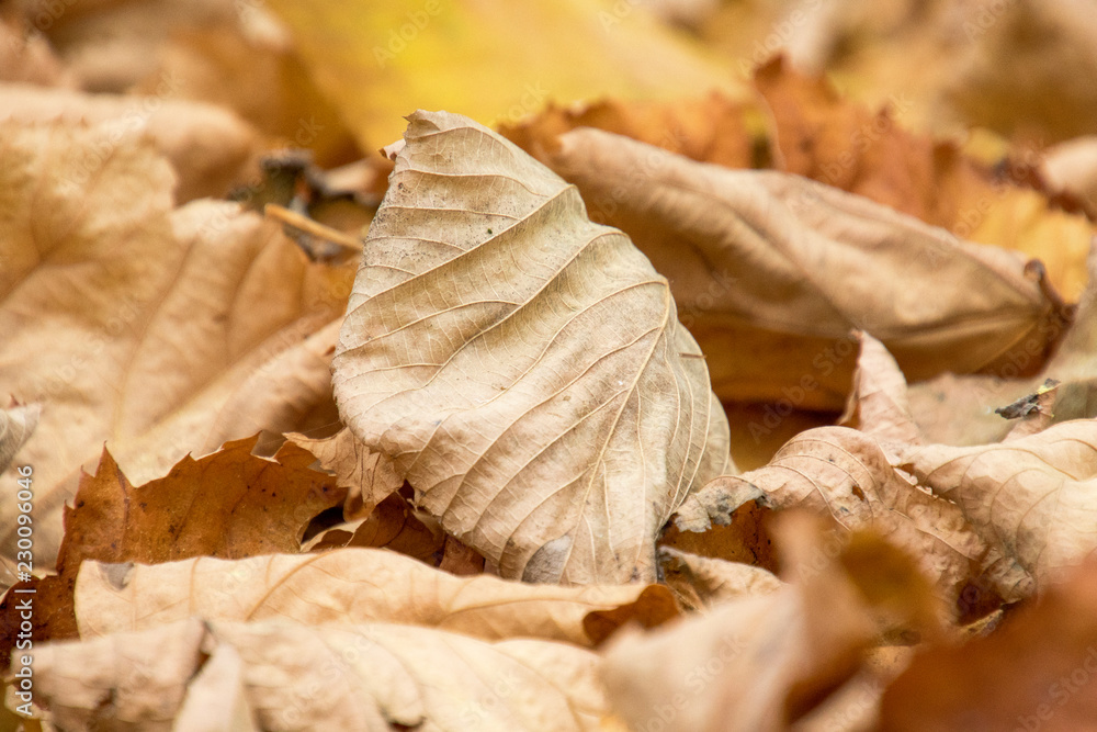 Foglie secche d'autunno