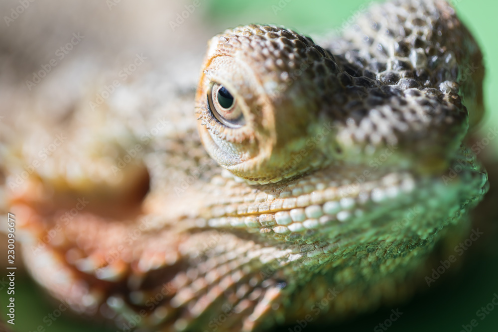Fototapeta premium The large detailed macro portrait of a lizard the Bearded agama