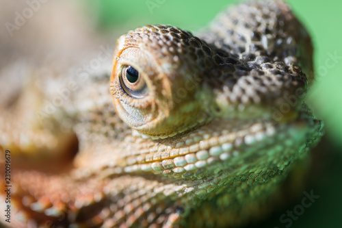 The large detailed macro portrait of a lizard the Bearded agama