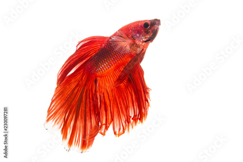 The moving moment beautiful of red siamese betta fish or splendens fighting fish in thailand on isolated white background. Thailand called Pla-kad or biting fish.