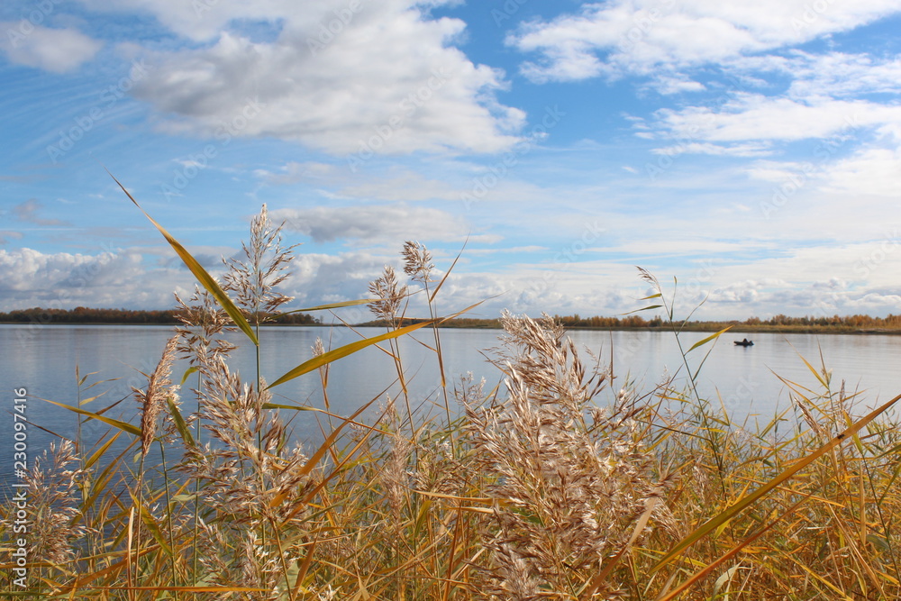 Obraz premium Reeds on the lake