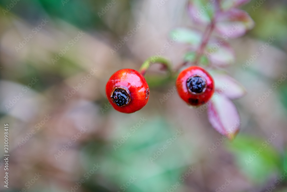 zwei Hagebutten, Rosenfrucht