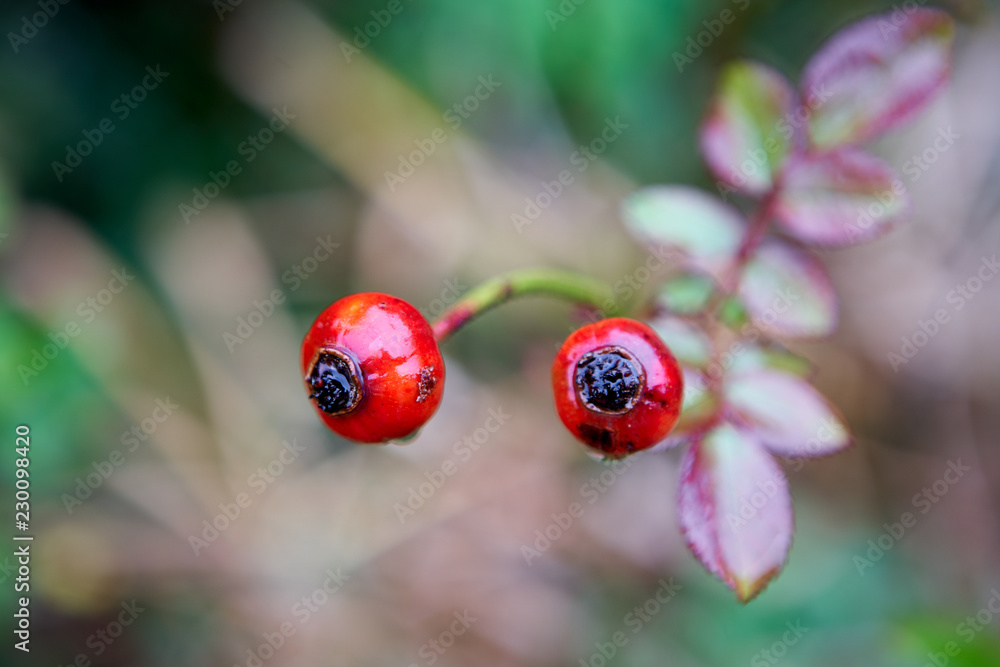 zwei Hagebutten, Rosenfrucht