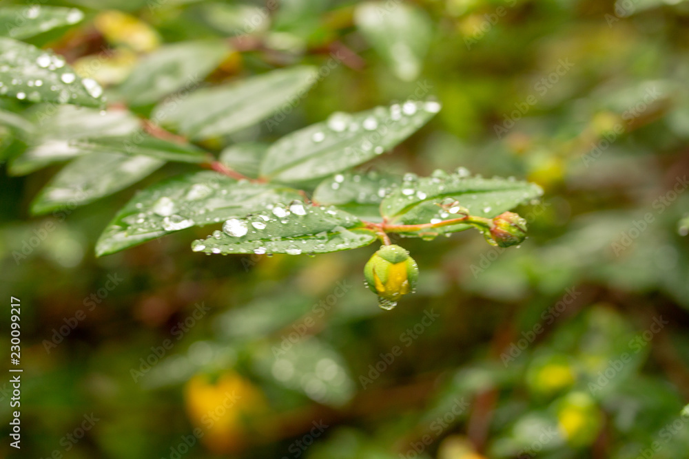 Drops of water on a green leaf, natural background. Drops of water on a green leaf, natural background.
