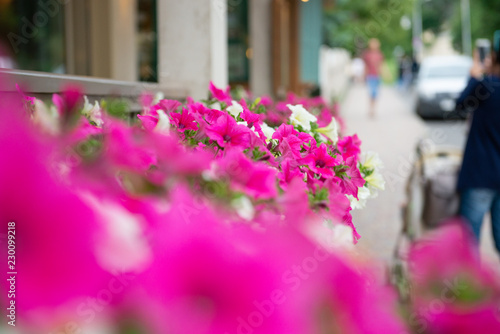 Garden flowers on street © marynkin