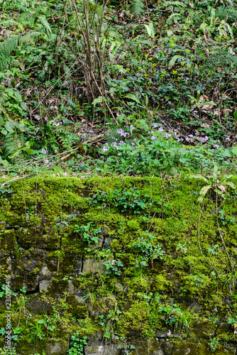 Grunge texture background  old stone wall overgrown with green moss.