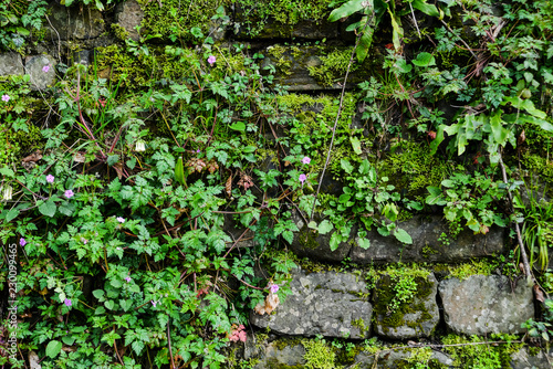 Grunge texture background: old stone wall overgrown with green moss.