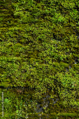Grunge texture background: old stone wall overgrown with green moss.