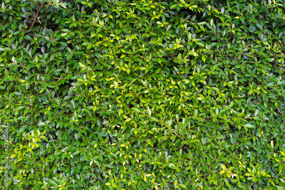 background wall green leaves outdoor close up background wall green leaves outdoor close up