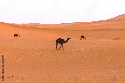 camels in desert