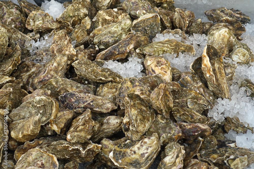 Oysters on sale stored in Ice at Whitstable fish market Oysters on sale stored in Ice at Whitstable fish market