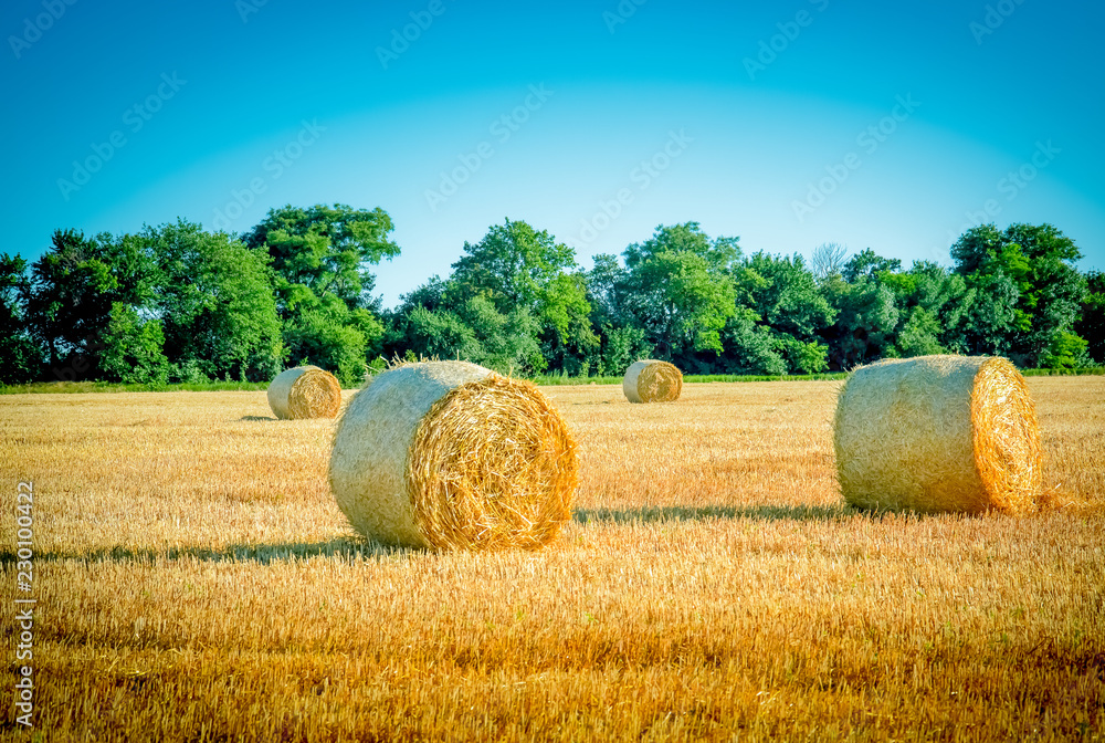 Fototapeta premium bales of hay