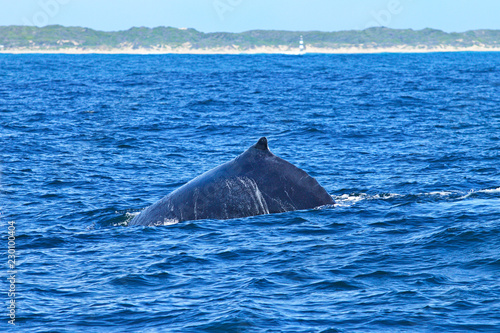 Humpback whale surfacing and taking air