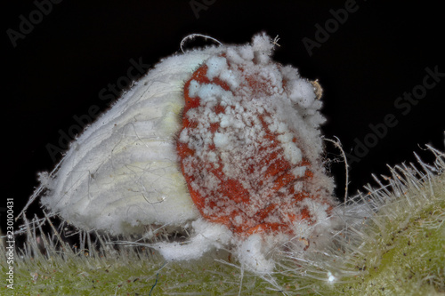 cochenille en macro stacking