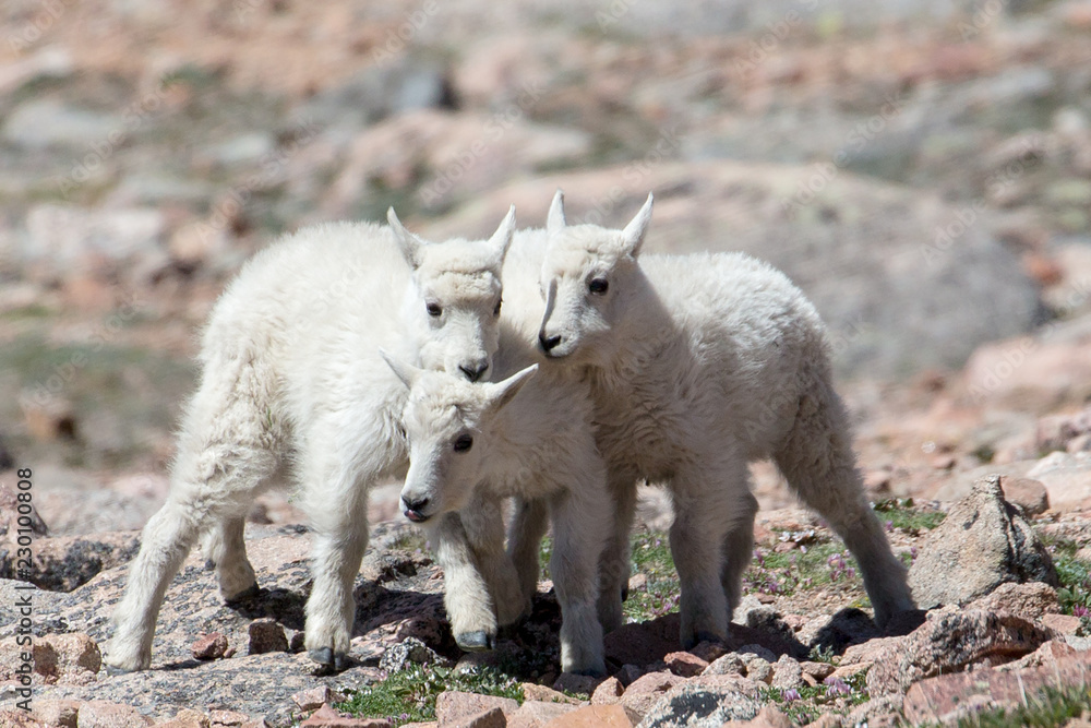 The Mountain Goats of Mt Evans 5 The Mountain Goats of Mt Evans 5